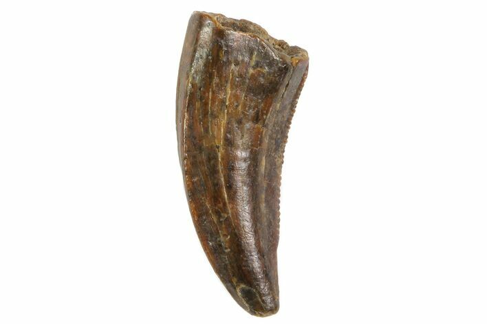 Serrated, Raptor Tooth - Real Dinosaur Tooth #80081